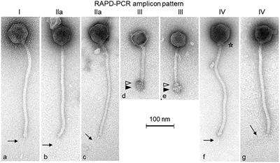 First Molecular Characterization of Siphoviridae-Like Bacteriophages Infecting Staphylococcus hyicus in a Case of Exudative Epidermitis